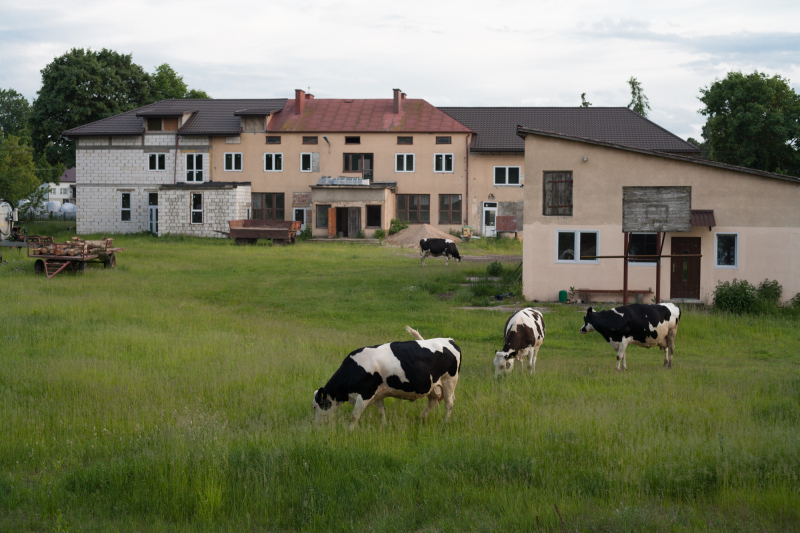 krowy chodzą przy szkole