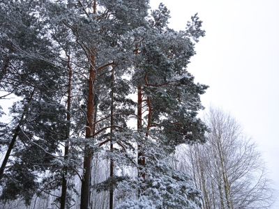 ośnieżone